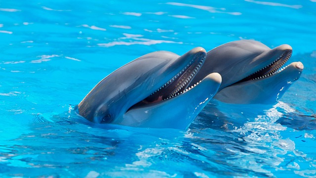 dolphin world