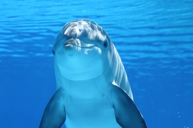 agadir dolphin world