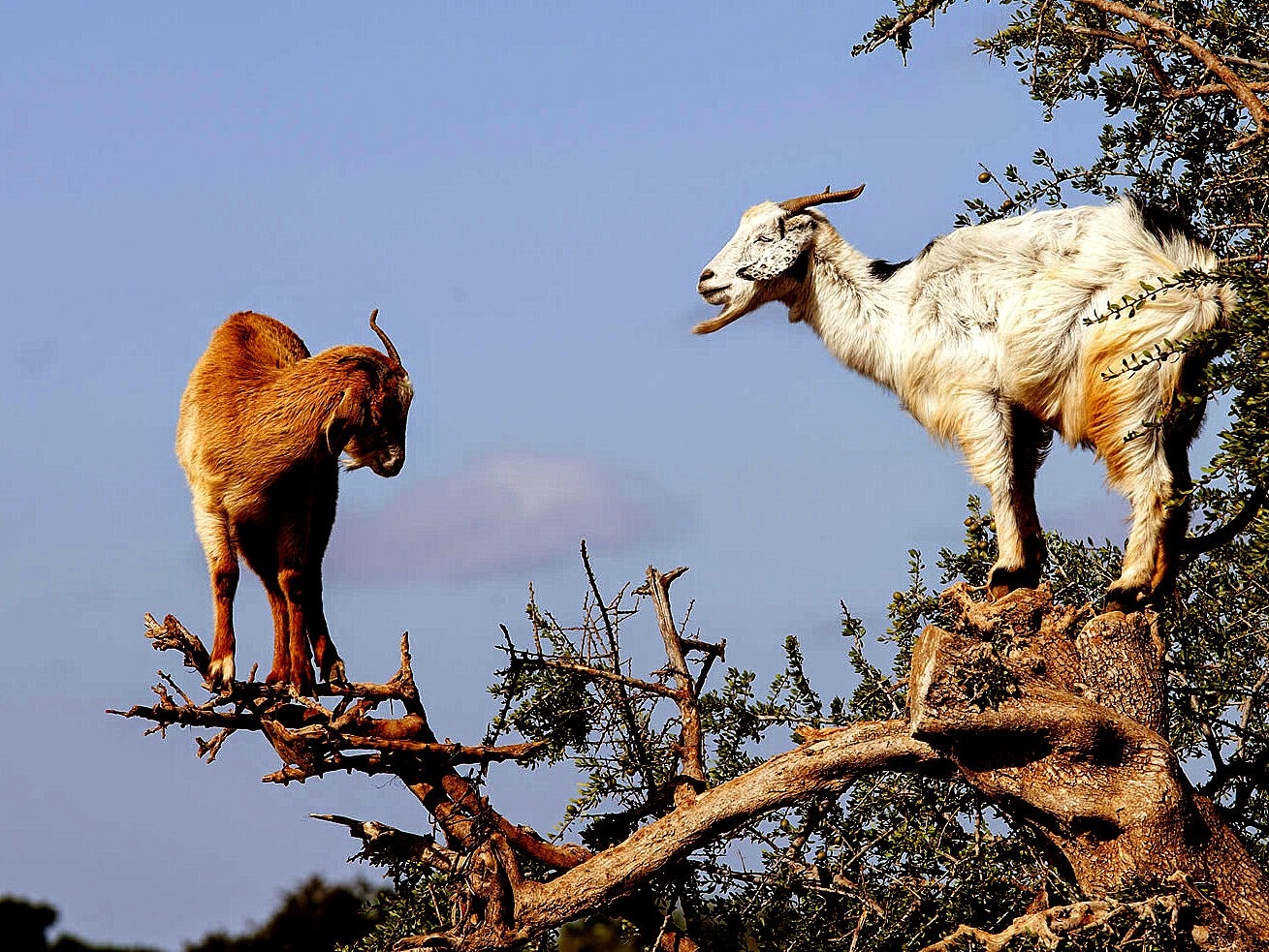 trees goat
